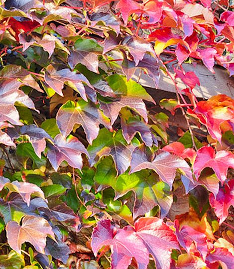 Parthenocissus tricuspidata 'Veitchii'